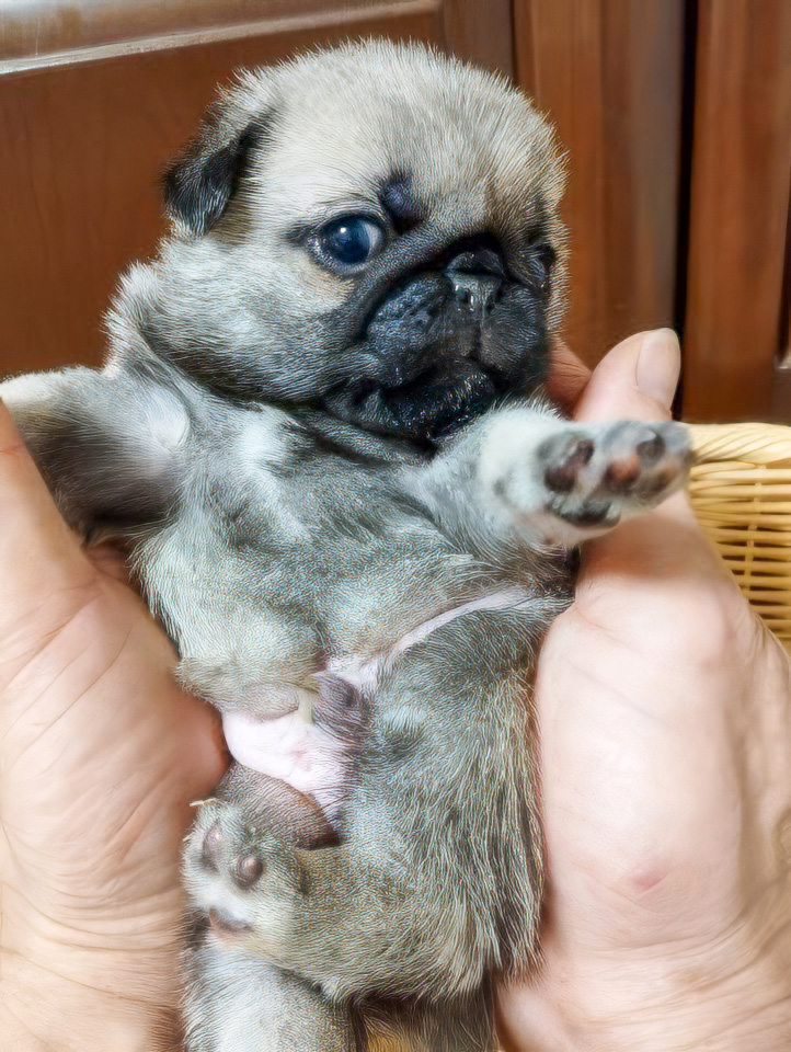 福岡のブリーダー パグハウス熊公 パグの子犬の写真