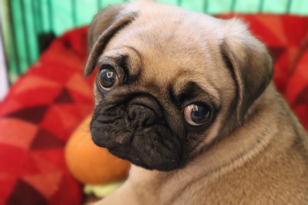 バグあああああ210